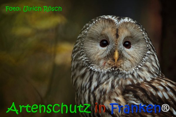 Copyright AiS Ulrich Rösch Bild zum Eintrag (67960-160)