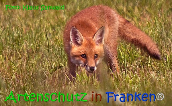 Copyright AiS Klaus Sanwald Bild zum Eintrag (67963-160)