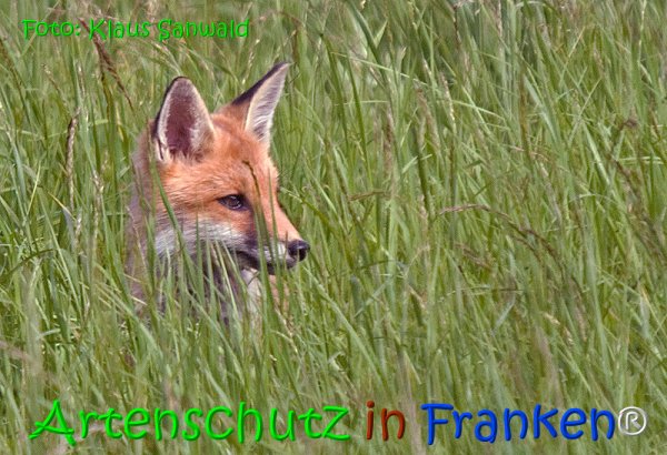 Copyright AiS Klaus Sanwald Bild zum Eintrag (67964-160)