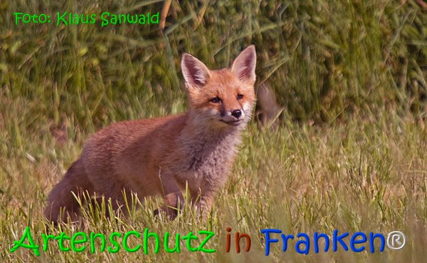 Copyright AiS Klaus Sanwald Bild zum Eintrag (67965-160)