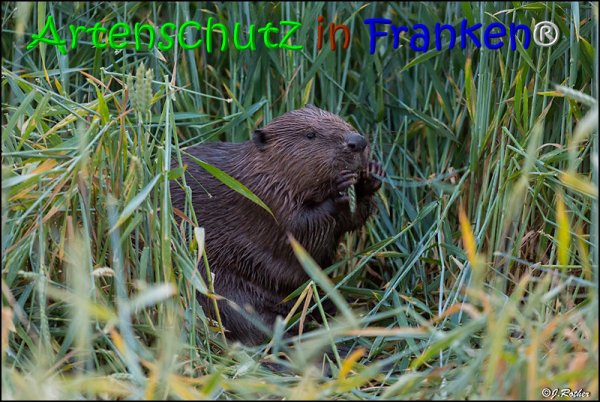 Copyright AiS Johannes Rother Bild zum Eintrag (67970-160)