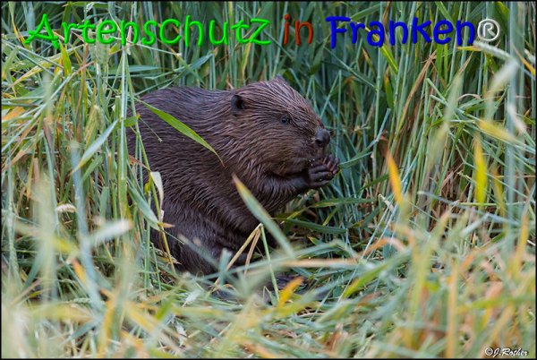 Copyright AiS Johannes Rother Bild zum Eintrag (67971-160)