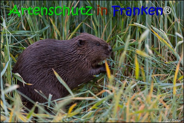Copyright AiS Johannes Rother Bild zum Eintrag (67972-160)