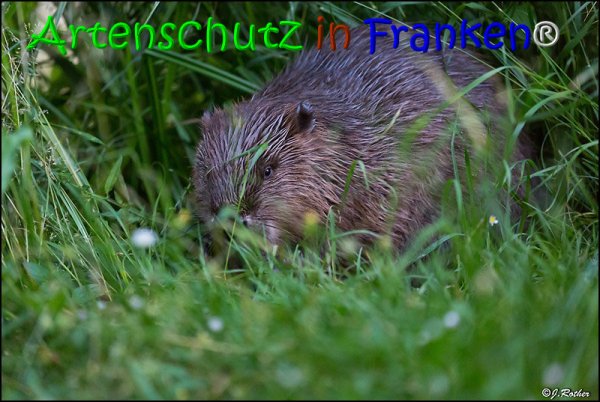 Copyright AiS Johannes Rother Bild zum Eintrag (67974-160)