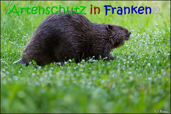 Copyright AiS Johannes Rother Bild zum Eintrag (67975-160)