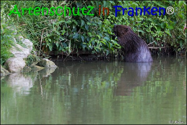 Copyright AiS Johannes Rother Bild zum Eintrag (67979-160)