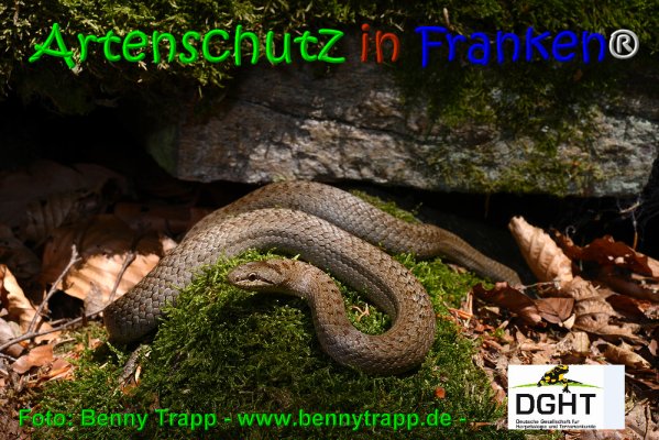 Copyright AiS Benny Trapp - www.bennytrapp.de Bild zum Eintrag (67990-160)