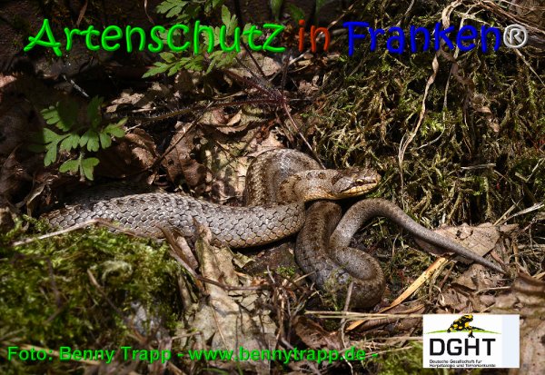 Copyright AiS Benny Trapp - www.bennytrapp.de Bild zum Eintrag (67992-160)