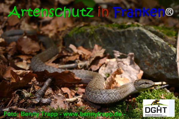 Copyright AiS Benny Trapp - www.bennytrapp.de Bild zum Eintrag (67993-160)