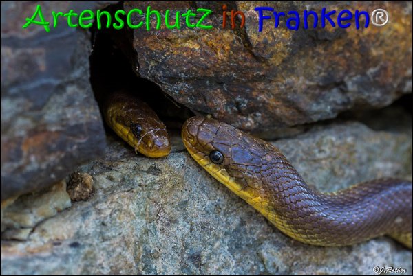 Copyright AiS Johannes Rother Bild zum Eintrag (68001-160)