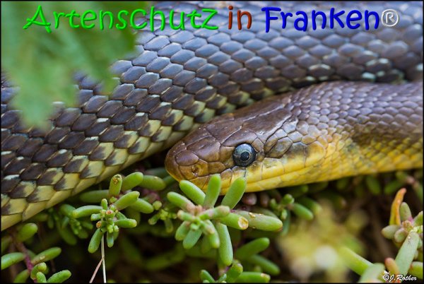 Copyright AiS Johannes Rother Bild zum Eintrag (68002-160)