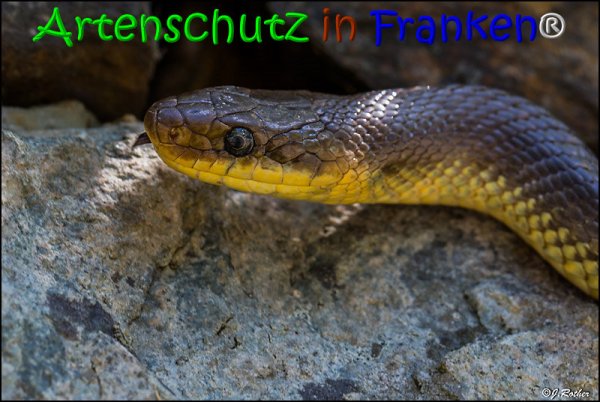 Copyright AiS Johannes Rother Bild zum Eintrag (68004-160)