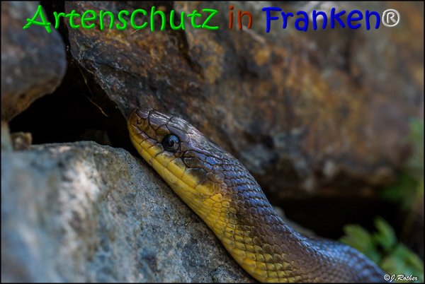 Copyright AiS Johannes Rother Bild zum Eintrag (68005-160)