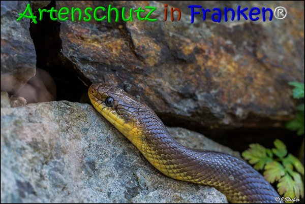 Copyright AiS Johannes Rother Bild zum Eintrag (68006-160)