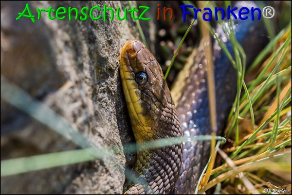 Copyright AiS Johannes Rother Bild zum Eintrag (68010-160)