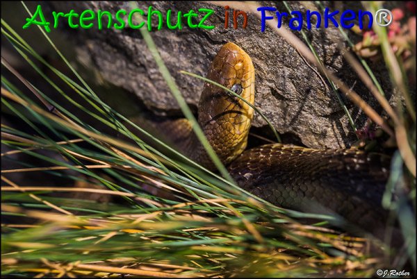 Copyright AiS Johannes Rother Bild zum Eintrag (68011-160)