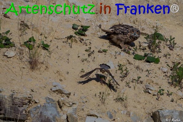Copyright AiS Johannes Rother Bild zum Eintrag (68032-160)