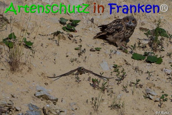 Copyright AiS Johannes Rother Bild zum Eintrag (68033-160)