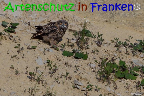 Copyright AiS Johannes Rother Bild zum Eintrag (68035-160)