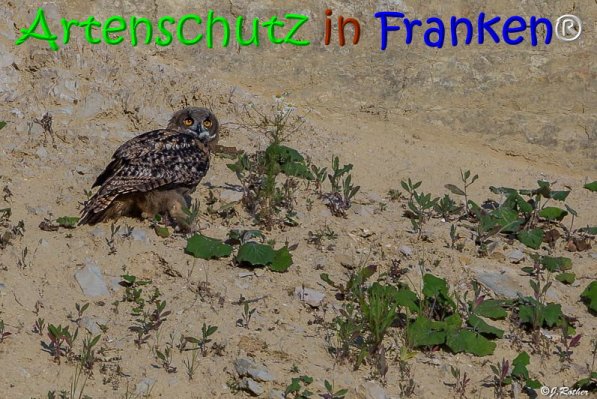 Copyright AiS Johannes Rother Bild zum Eintrag (68036-160)