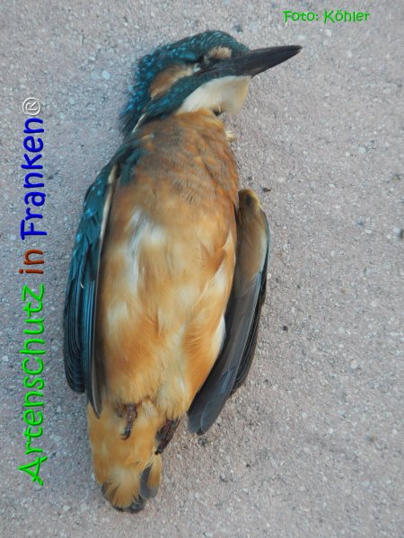 Copyright AiS Köhler Bild zum Eintrag (68088-160)