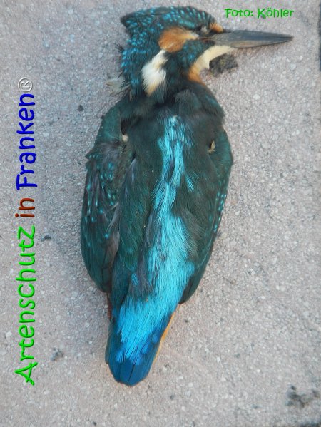 Copyright AiS Köhler Bild zum Eintrag (68089-160)