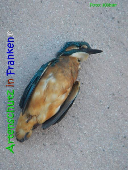 Copyright AiS Köhler Bild zum Eintrag (68090-160)