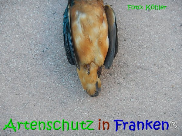 Copyright AiS Köhler Bild zum Eintrag (68093-160)
