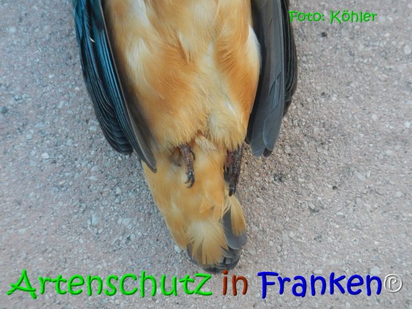Copyright AiS Köhler Bild zum Eintrag (68094-160)