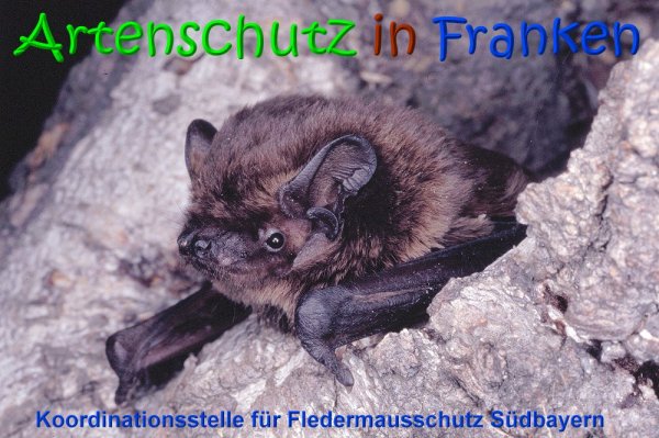Copyright AiS Koordinationsstelle für Fledermausschutz Südbayern Bild zum Eintrag (68125-160)