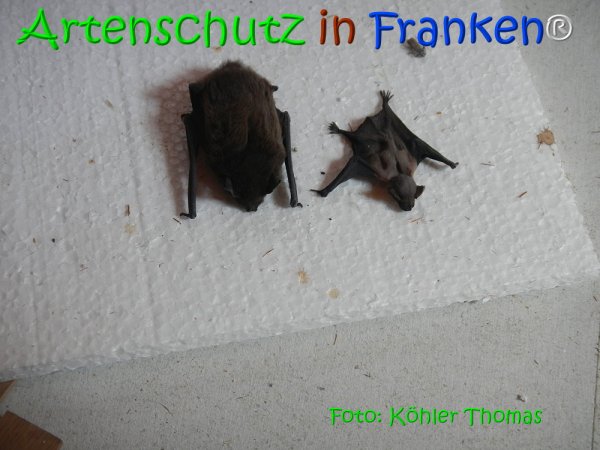 Copyright AiS Köhler Bild zum Eintrag (68128-160)