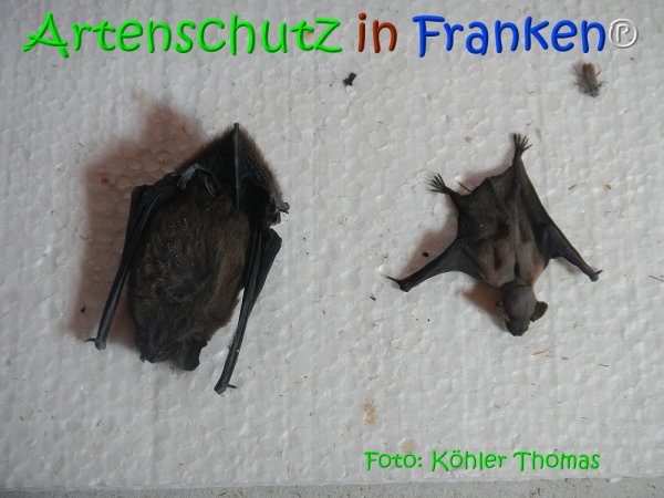 Copyright AiS Köhler Bild zum Eintrag (68129-160)