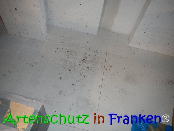 Copyright AiS Köhler Bild zum Eintrag (68134-160)