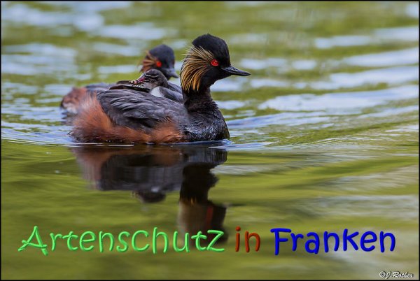 Copyright AiS Johannes Rother Bild zum Eintrag (68137-160)
