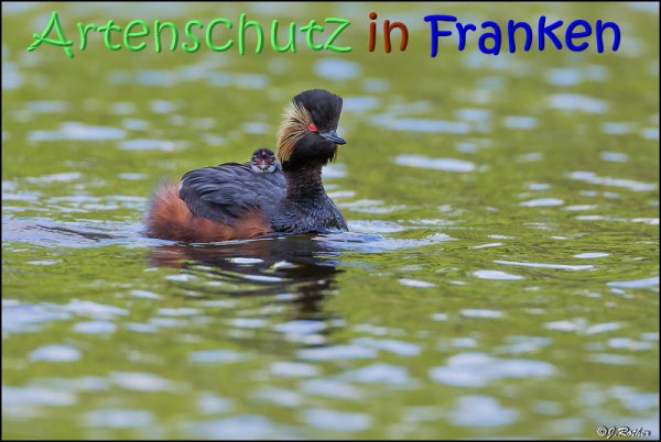 Copyright AiS Johannes Rother Bild zum Eintrag (68138-160)