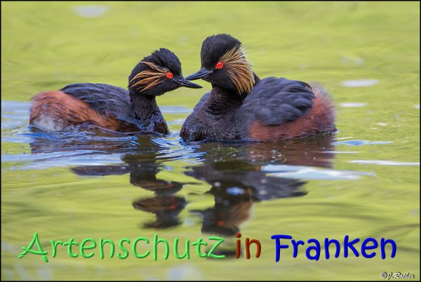 Copyright AiS Johannes Rother Bild zum Eintrag (68139-160)