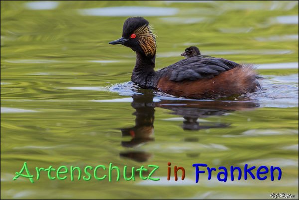 Copyright AiS Johannes Rother Bild zum Eintrag (68140-160)