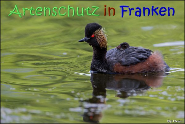 Copyright AiS Johannes Rother Bild zum Eintrag (68142-160)