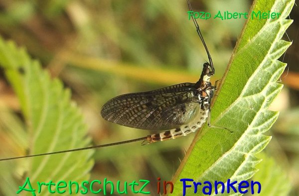 Copyright AiS Albert Meier Bild zum Eintrag (68149-160)