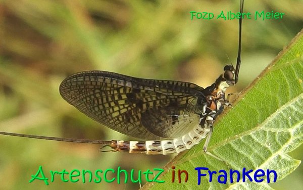 Copyright AiS Albert Meier Bild zum Eintrag (68150-160)
