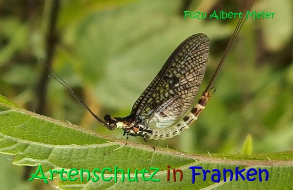 Copyright AiS Albert Meier Bild zum Eintrag (68151-160)