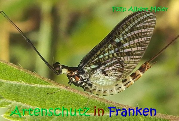Copyright AiS Albert Meier Bild zum Eintrag (68152-160)