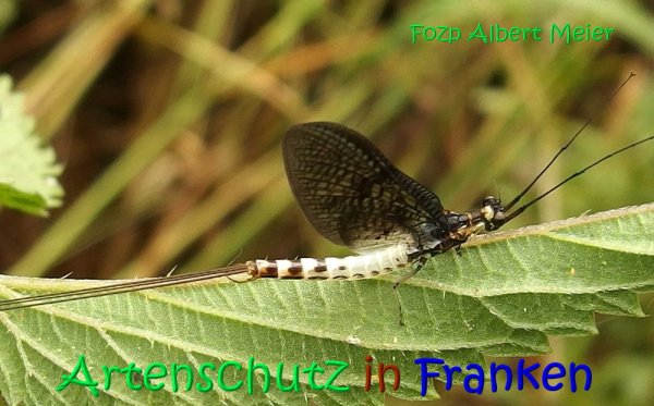 Copyright AiS Albert Meier Bild zum Eintrag (68153-160)