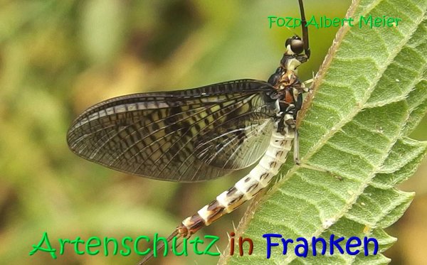 Copyright AiS Albert Meier Bild zum Eintrag (68154-160)