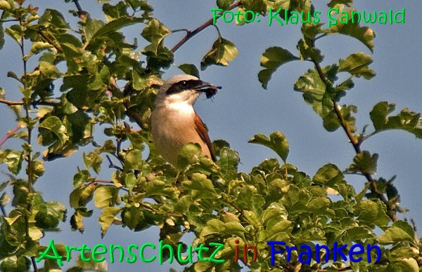 Copyright AiS Klaus Sanwald Bild zum Eintrag (68210-160)