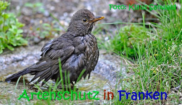 Copyright AiS Klaus Sanwald Bild zum Eintrag (68212-160)