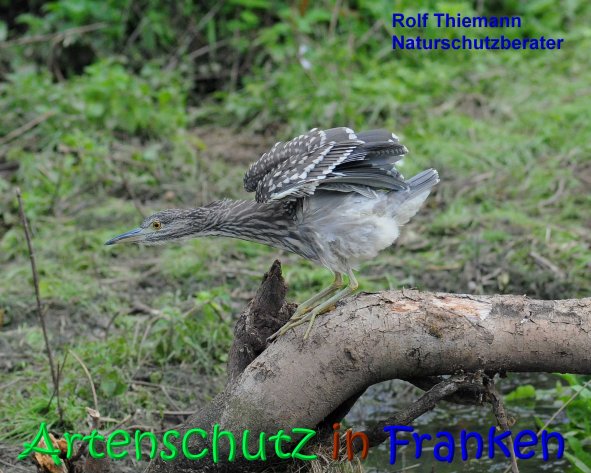 Copyright AiS Rolf Thiemann Bild zum Eintrag (68235-160)