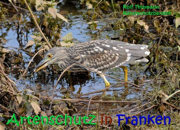 Copyright AiS Rolf Thiemann Bild zum Eintrag (68236-160)