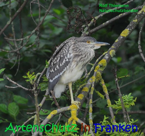 Copyright AiS Rolf Thiemann Bild zum Eintrag (68237-160)