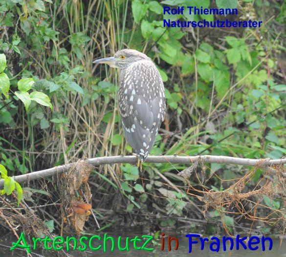 Copyright AiS Rolf Thiemann Bild zum Eintrag (68238-160)